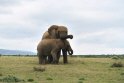 DSGK--olifanten-2-open-veld