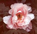 HvDoorn--paeonia